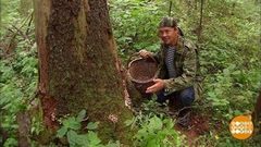 Грибы: собираем, солим, сушим. Доброе утро. Фрагмент выпуска от 07.09.2018