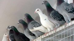 Голубиная почта
