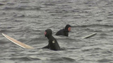Самые морозостойкие серферы тренируются на Ладожском озере
