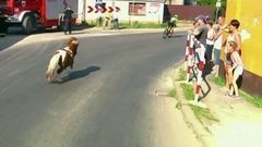 На небосклоне польского велоспорта зажглась новая звезда. Хиты интернета