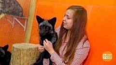 Контактные зоопарки: что дальше? Доброе утро. Фрагмент выпуска от 17.10.2017