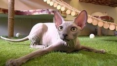 Кошки против собак