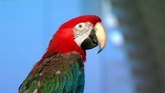 Чем можно заразиться от домашних питомцев. Жить здорово! Фрагмент выпуска от 03.02.2014