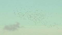 Летят перелетные птицы