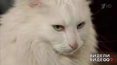 Один дома: кот эксперта моды и телеведущего Владислава Лисовца. Видели видео? Фрагмент выпуска от 02.08.2018