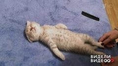 Кот-лежебока. Видели видео? Фрагмент выпуска от 03.08.2018