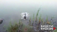 Пес за ВДВ. Видели видео? Фрагмент выпуска от 17.08.2018